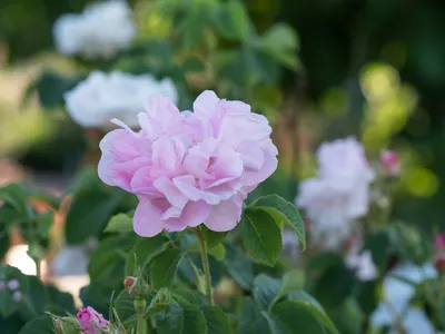Фотография розы амелия: идеальный настрой на романтику