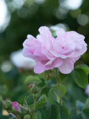 Интригующая красота розы амелия на фото
