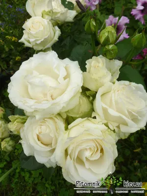 Роза амелия: изображение, которое подарит умиротворение