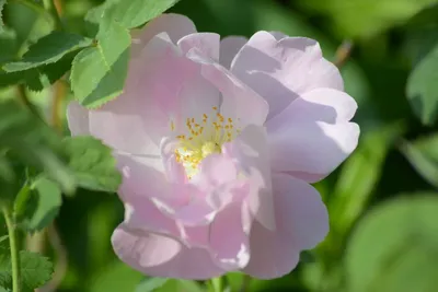 Фото розы амелия: завораживающий цветовой ансамбль