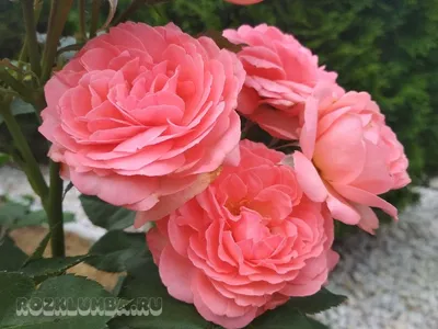 Высочайшее качество изображения розы амелия для вашего удовольствия