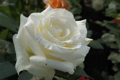 Роза амелия в золотистых тонах: сказочная красота