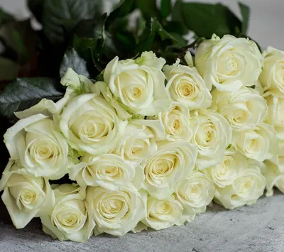 Фотография розы амелия: идеальное воплощение элегантности