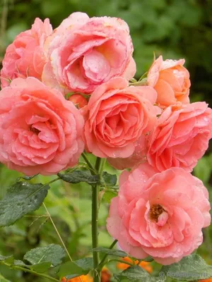 Фото розы амелия: идеальный выбор для эстетов