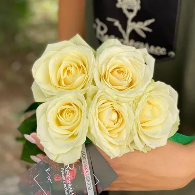 Фото розы амелия: уникальное слияние формы и цвета