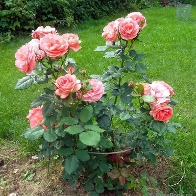 Фотография розы амелия: воплощение нежности и романтики