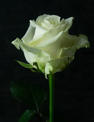 Фото розы амелия: красота, достойная восхищения