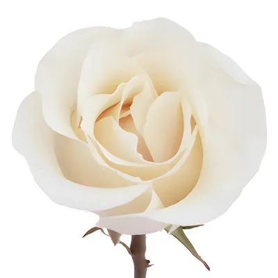Роза амелия: фотография, вдохновляющая на новые высоты