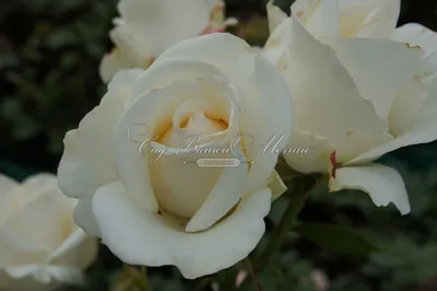 Роза амелия: фото, которое заставит вас влюбиться