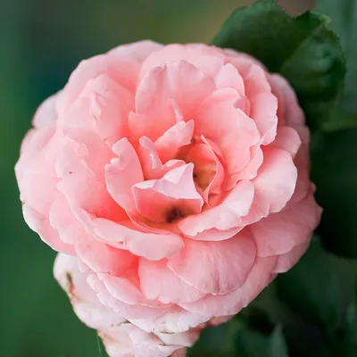 Шикарное изображение розы амелия подчеркнет вашу изысканность