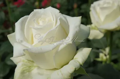 Великолепие розы амелия превзойдет все ваши ожидания на фото