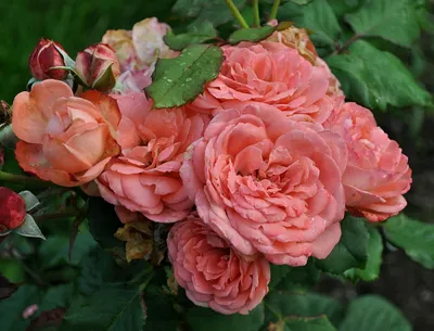 Роза амелия: свежесть и элегантность в каждом снимке