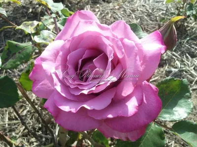 Роза аметист: огромное изображение в формате jpg для скачивания