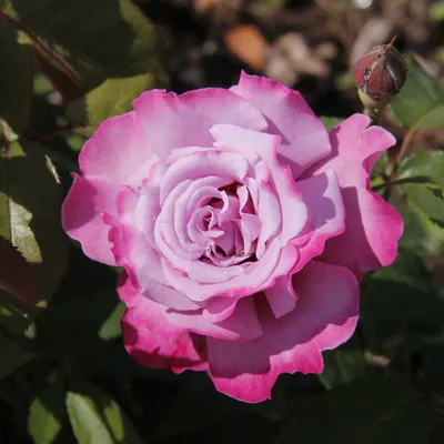 Удивительный блеск розы аметист: выберите понравившийся размер изображения