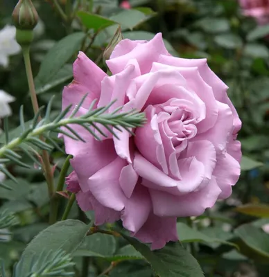 Волшебные оттенки розы аметист: скачайте ее в формате webp для удобства использования