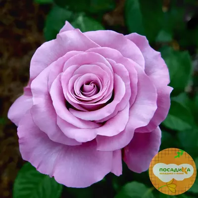 Красота розы аметист: скачивайте это магическое изображение в png формате