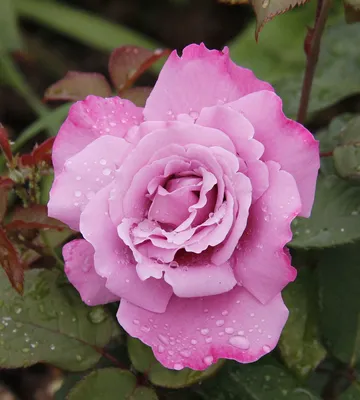 Чудесная картина розы аметист: выберите png формат для максимальной четкости