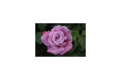 Роза аметист: воплотите розовую мечту в жизнь с этой фотографией