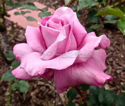Блистательный оттенок розы аметист: выбирайте формат webp для быстрой загрузки