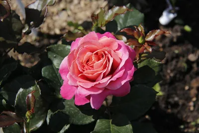Потрясающие оттенки розы аметист: скачайте ее в формате webp и создайте волшебство