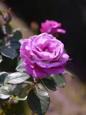 Нежный розовый цвет розы аметист: выбирайте свой идеальный размер изображения