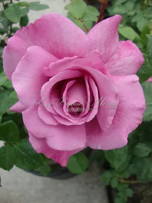 Прекрасная роза аметист: скачайте ее в формате jpg для сохранения ее красоты