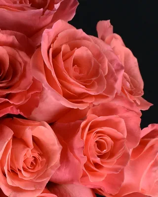 Потрясающее фото розы амстердам с бликами