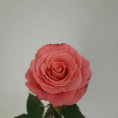 Реалистичное изображение розы амстердам в формате jpg