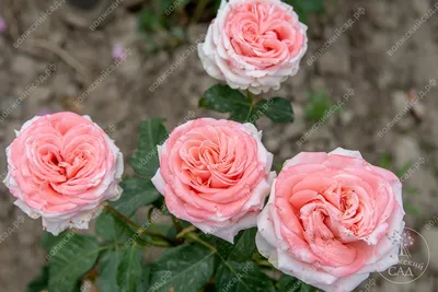 Фотка розы амстердам в оригинальной композиции