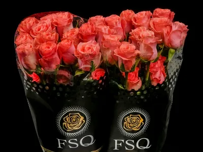 Роза амстердам в фотографии - символ любви и красоты