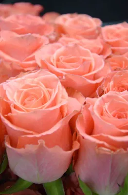 Фото розы ангажемент в формате jpg для скачивания
