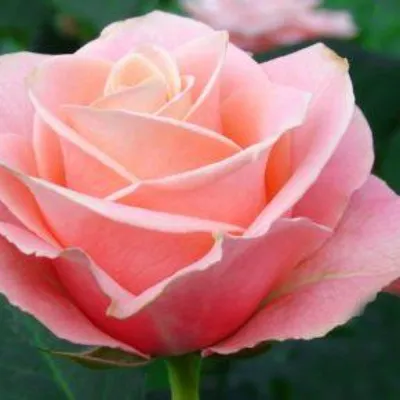Очаровательные фото розы ангажемент для использования в печати