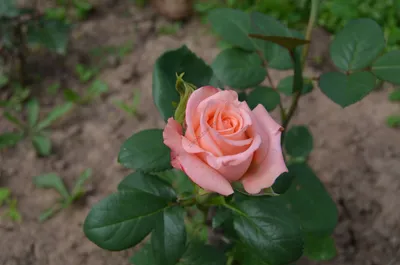 Яркие фотографии розы ангажемент для оживления вашего сайта