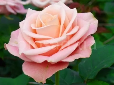 Уникальные картинки розы ангажемент для вашей коллекции красоты