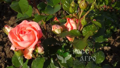 Обольстительные изображения розы ангажемент для эстетов и ценителей красоты