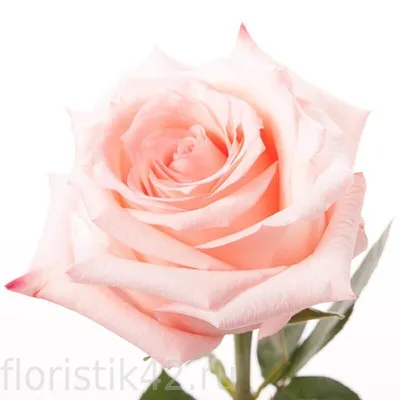 Чарующие фотографии розы ангажемент для вас и ваших близких