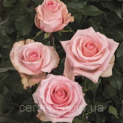 Уникальные фотографии розы ангажемент доступны в формате webp