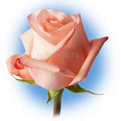 Фото розы ангажемент в стиле винтажной эстетики