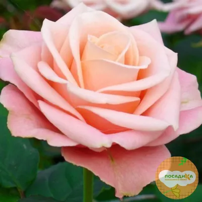 Красочные фотографии розы ангажемент для создания фотоколлажей