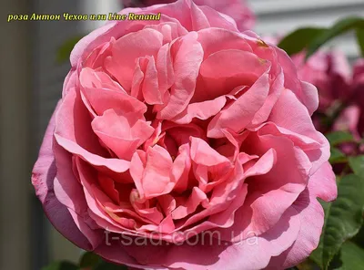 Фото красивой розы Антон Чехов на загрузку