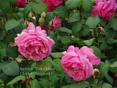 Фото розы Антон Чехов с возможностью выбора размера