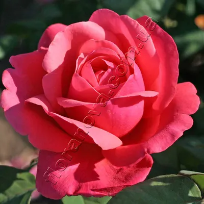 Фотография красивой розы Антон Чехов в формате jpg