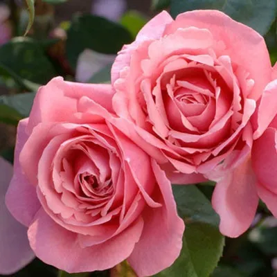 Красивое фото розы Антон Чехов в формате webp