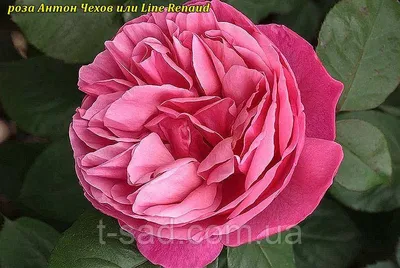 Картинка розы Антон Чехов с высоким разрешением в webp