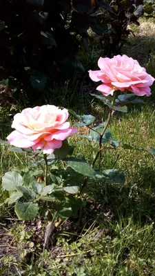 Фотка красивой розы Антон Чехов в высоком качестве