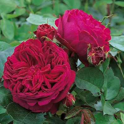 Фотография розы с сортом Антон Чехов в png