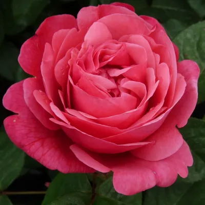 Фотка розы Антон Чехов в формате jpg