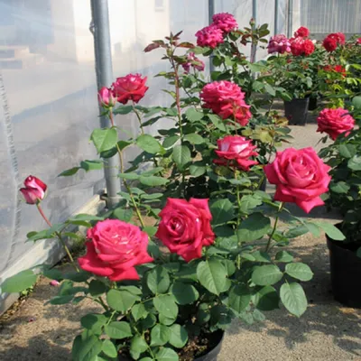 Красивая роза Антон Чехов на фото