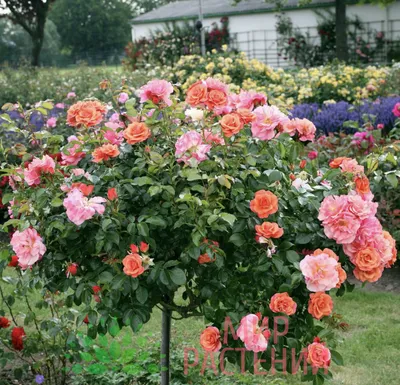 Изображение розы априкола в формате jpg