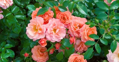 Великолепное фото розы априкола для фона